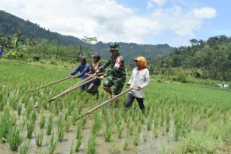Dansatgas TMMD Ke-126 Kodim 0818/Malang-Batu, Letkol Czi Bayu Nugroho, bersama petani melakukan kegiatan matun pembersihan gulma padi secara tradisional di lahan sawah Desa Lebakharjo Kecamatan Ampelgading Kabupaten Malang