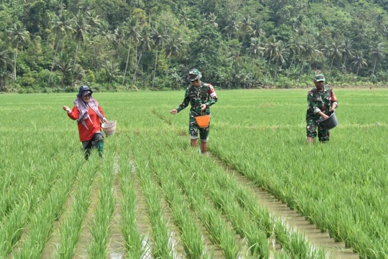 Momentum penting dalam memperkuat sinergi antara TNI dan masyarakat. Dandim 0818/Malang-Batu, Letkol Czi Bayu Nugroho, sebagai Dansatgas TMMD Ke-126, memimpin langsung pelaksanaan pemupukan padi bersama kelompok tani di Desa Lebakharjo Kecamatan Ampelgading Kabupaten Malang