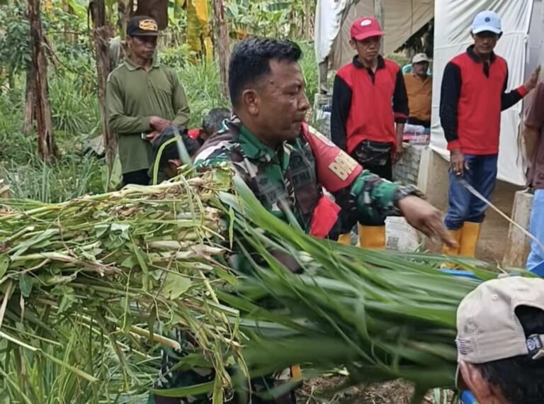 Sebanyak tiga puluhan peserta bimtek budidaya dan pengolahan pakan ternak terjun praktek membuat pakan ternak dalam suasana TMMD 126 Lebakharjo, Ampelgading, Kabupaten Malang, Jawa Timur