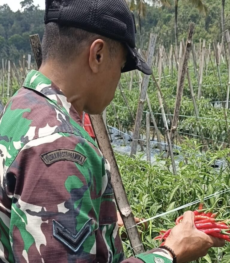 ‎Haru, Serda Israil Turun Bersama Petani Panen Cabai di Lebakharjo