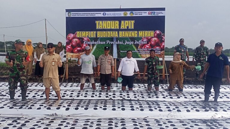 Danramil 0825/09 Tegaldlimo, Hadiri Acara Tandur Apit Bawang Merah di Desa Kedungwungu Dimulai, Inisiatif Petani Tani Joyo Tingkatkan Produksi dan Dukung Pengendalian Inflasi
