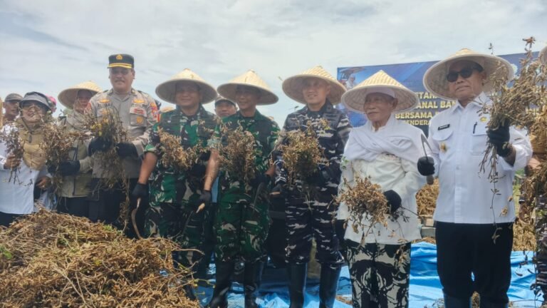 Danramil 0825/09 Tegaldlimo, Dampingi Dandim 0825 Banyuwangi, Hadiri Panen Raya kedelai varietas Garuda Merah Putih, Program Ketahanan Pangan Nasional Angkatan Laut (TNI AL) di Tegaldlimo
