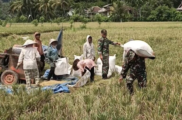 Sejumlah anggota Satuan Tugas (Satgas) TNI Manunggal Membangun Desa (TMMD) ke-126 terlihat menyatu dengan warga, bahu-membahu membantu proses dores padi (perontokan padi)