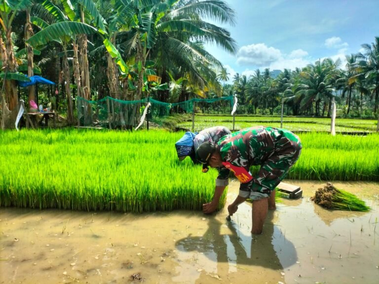 Kedekatan Babinsa Dengan Warga Binaan Wujudkan Swasembada Pangan, Membantu Petani Menaman Padi