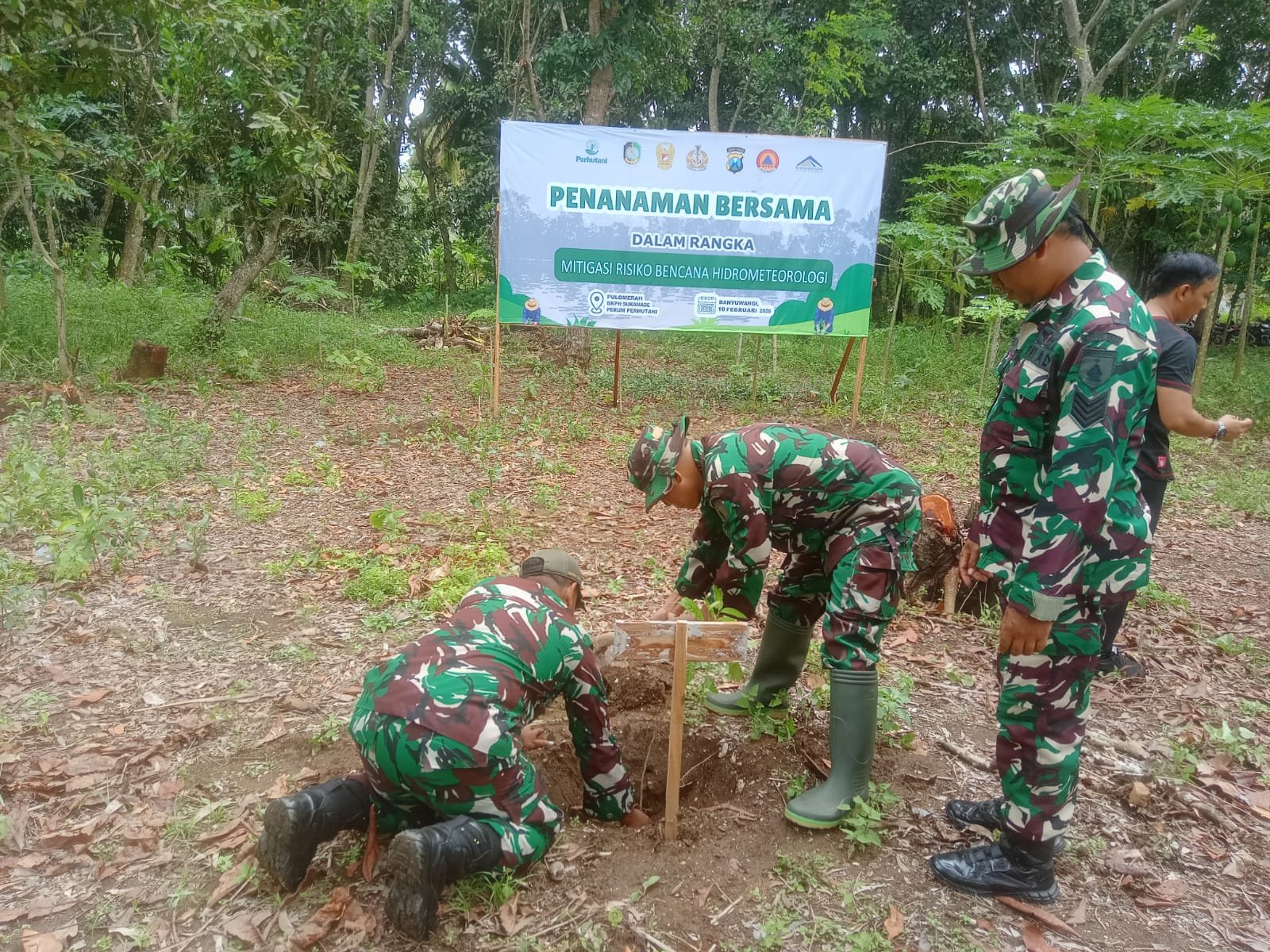 Koramil Pesanggaran Bersama Forpimka  Karya Bakti Penanaman Pohon Mencegah Resiko Bencana Hidrometeorologi