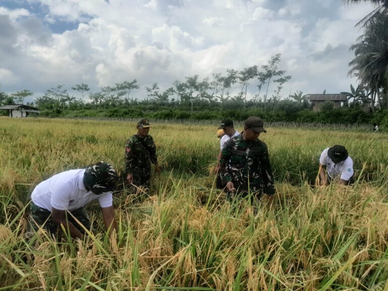 Dukung Ketahanan Pangan, Koramil Pesanggaran Mendampingan Petani Panen Padi