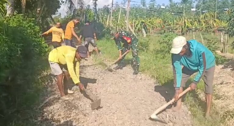 Babinsa Siliragung Turun Tangan: Perbaiki Akses Jalan Hingga Bantu Panen Buah Naga Warga