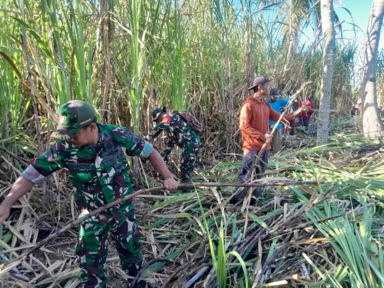 Koramil Pesanggaran Hadir Bantu Warga Panen Tebu
